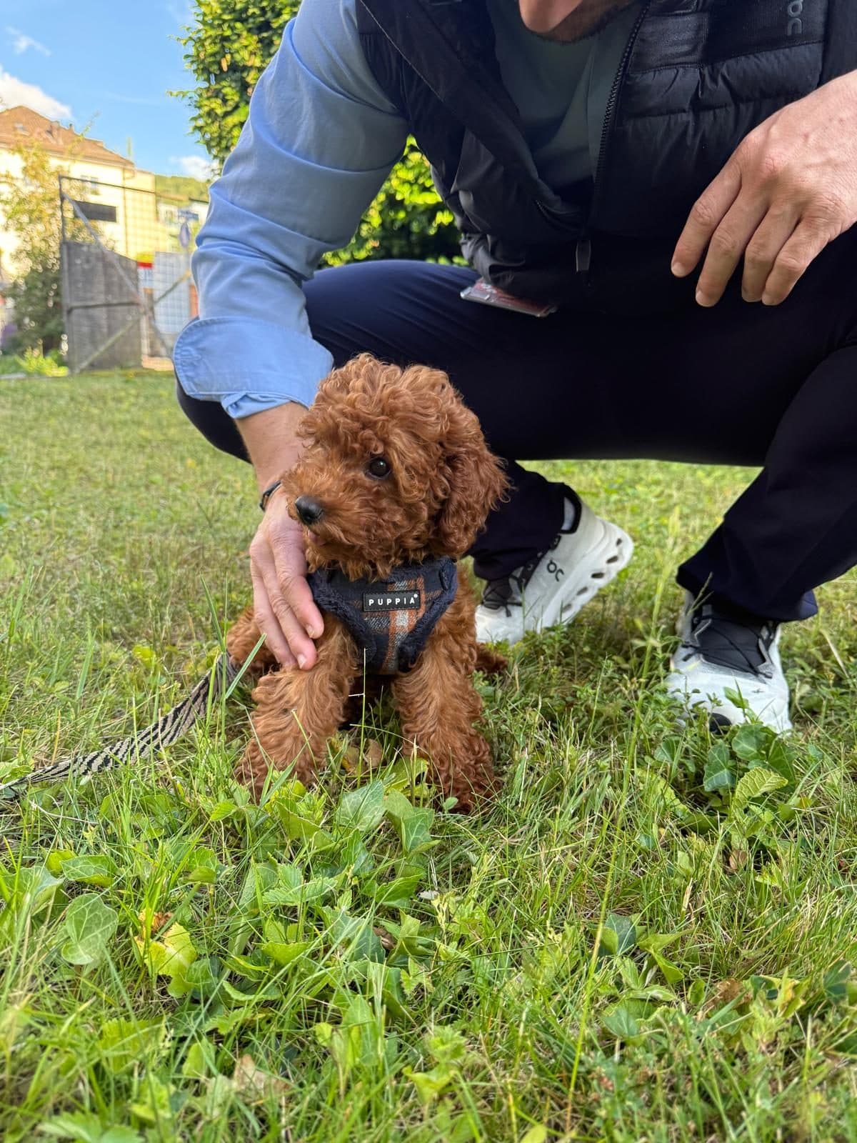 A brown miniature poodle puppy in a harness sits in the grass while Florian Raschle crouches beside it and pets it